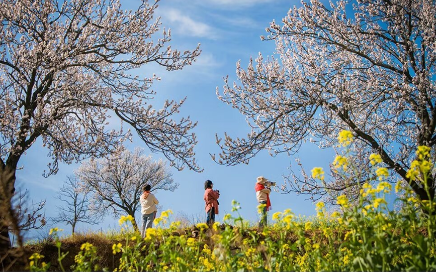 汝州：暖春三月，杏花有约